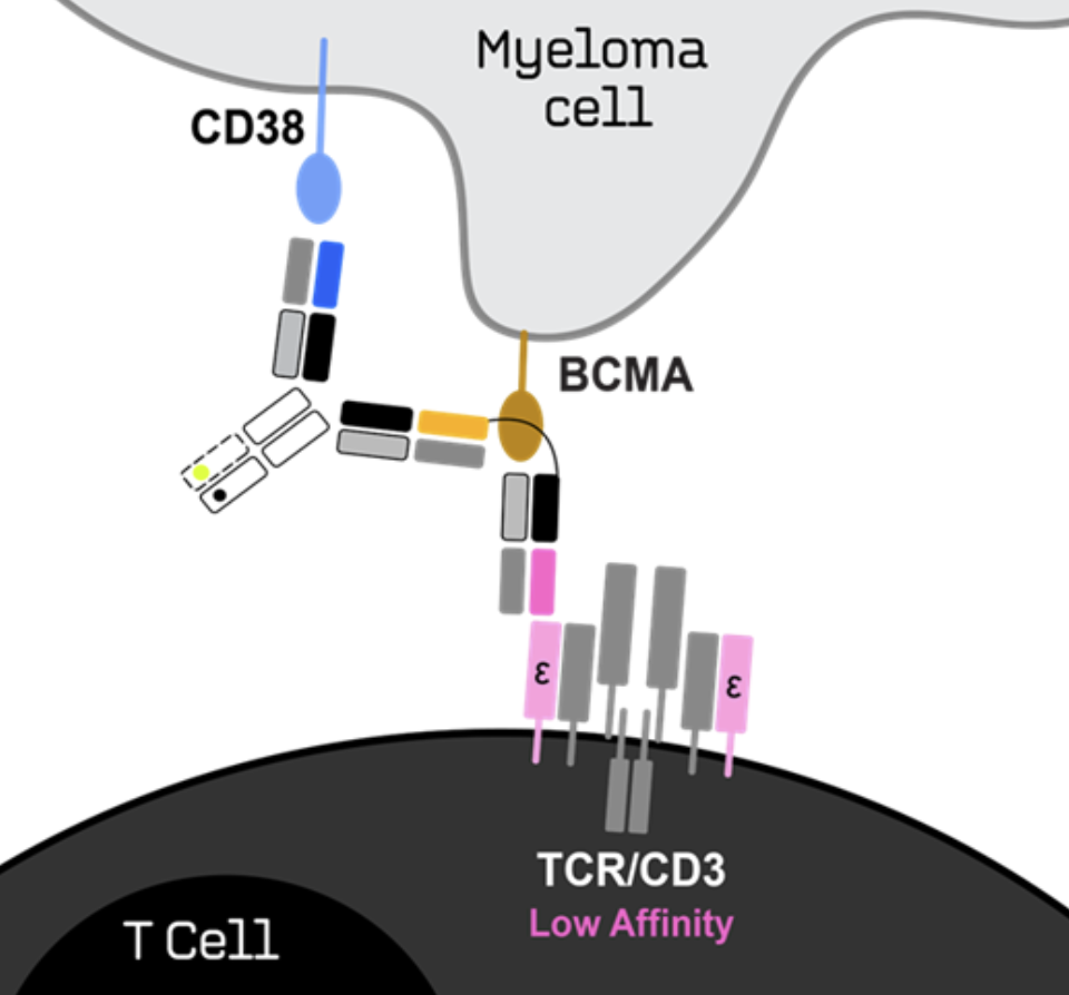 T-cell Receptor (TCR) complex