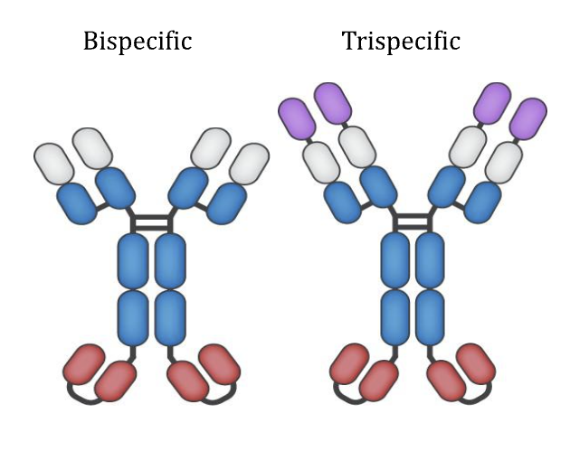 Bispecific Antibodies