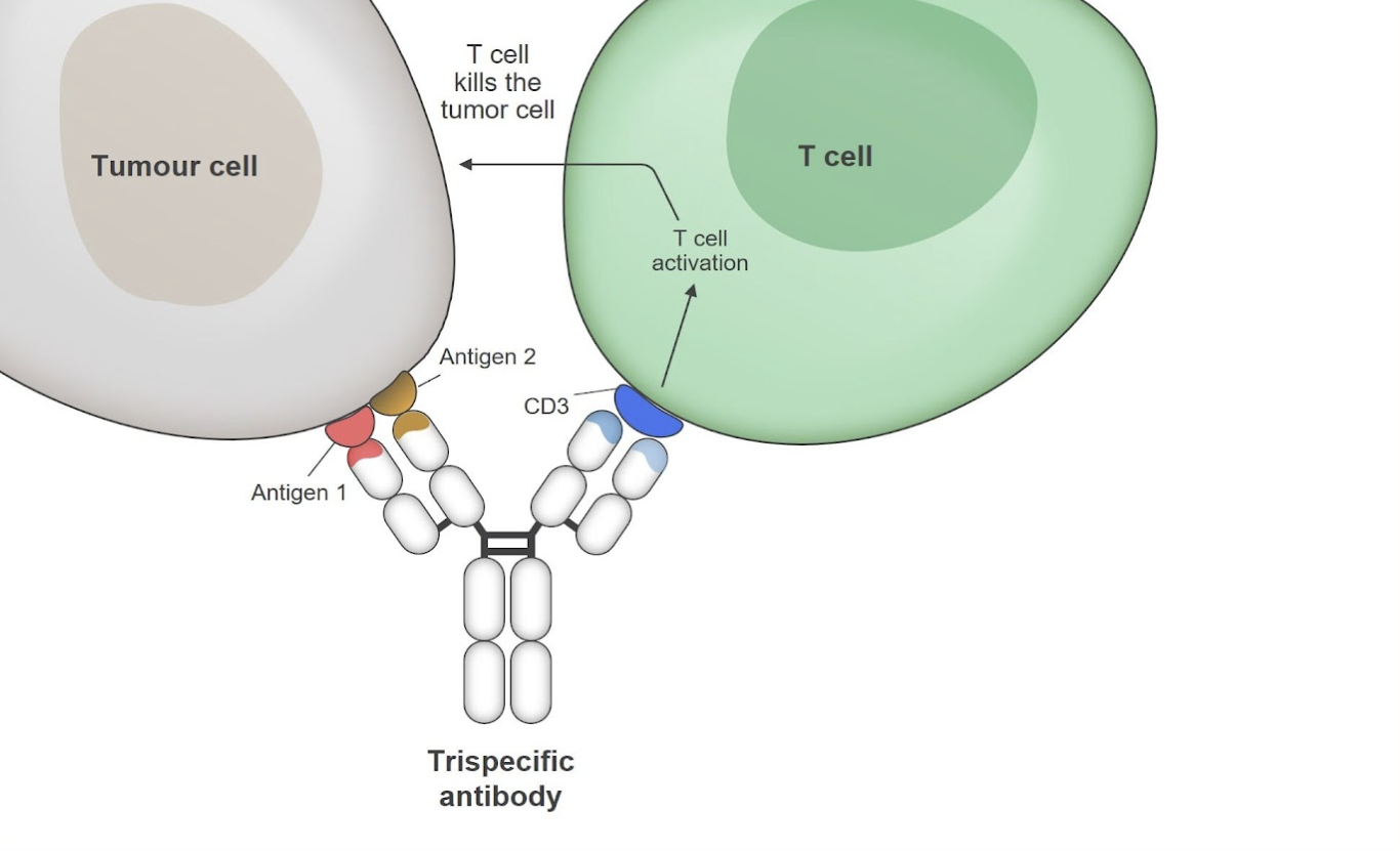 Bispecific Antibodies