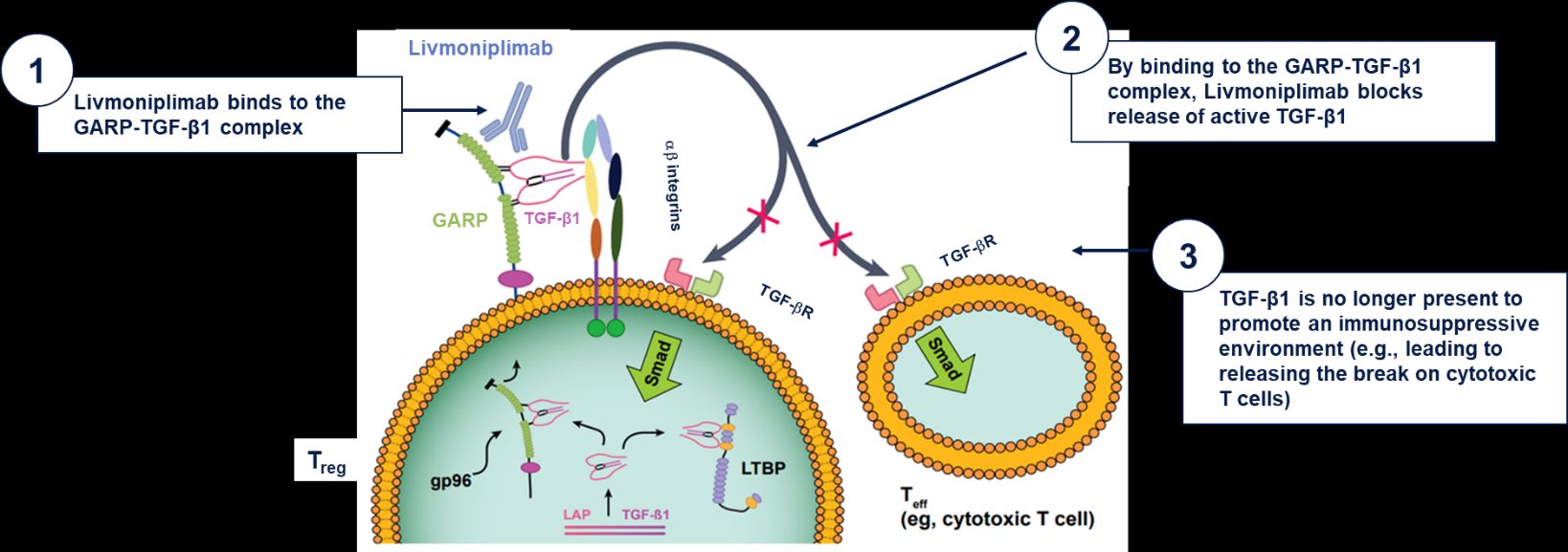 Adapted from Metelli A, et al. Journal of Hematology & Oncology (2018) 11:24.