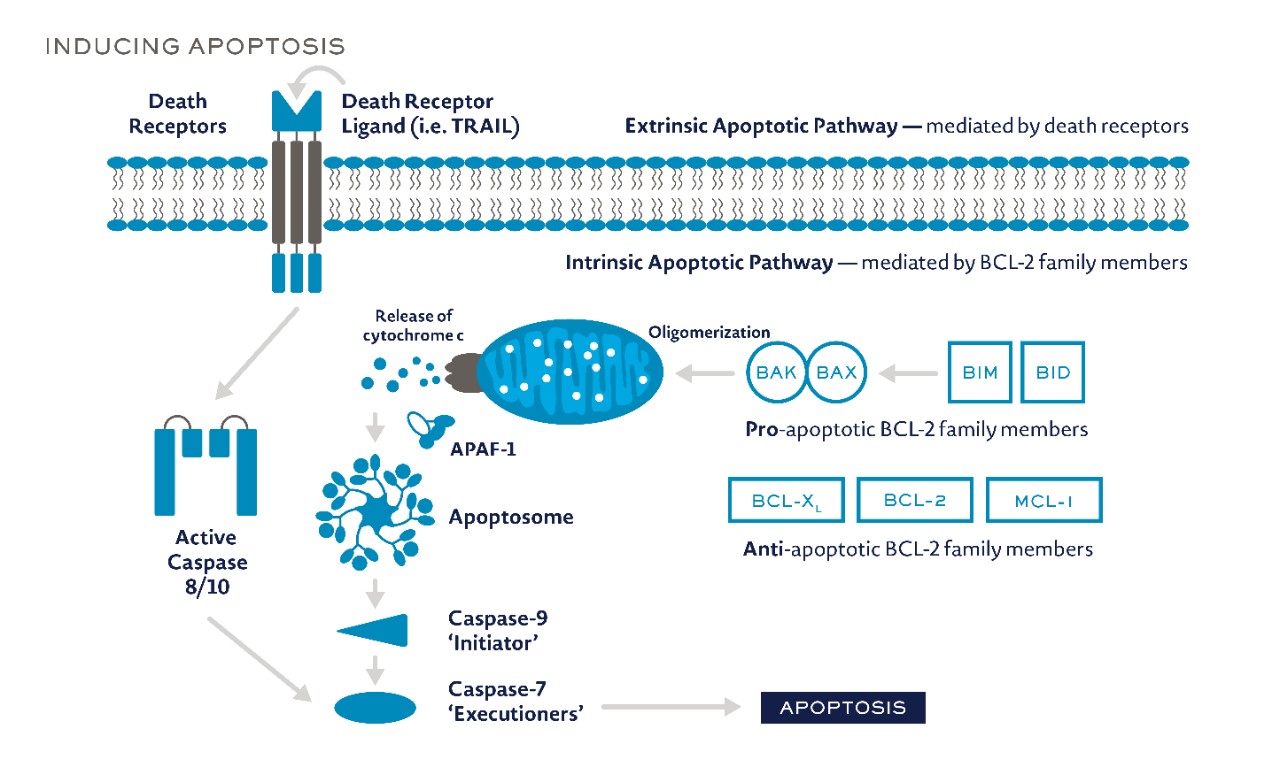 Biomarker Pathways