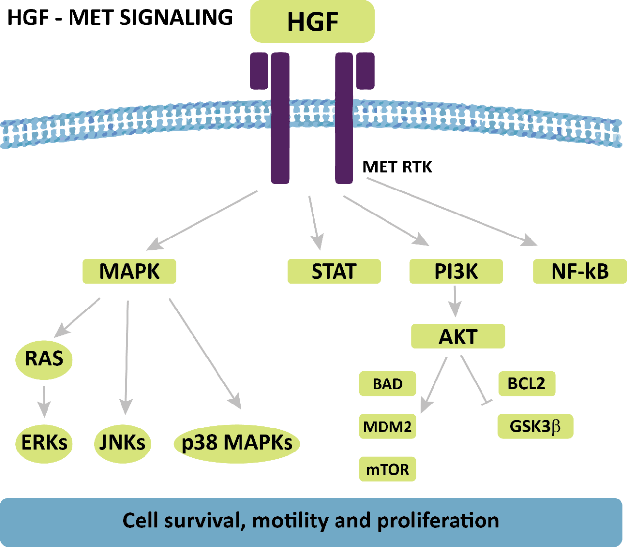 Biomarker Pathways