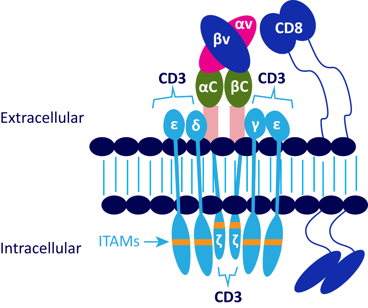 T-cell Receptor (TCR) complex