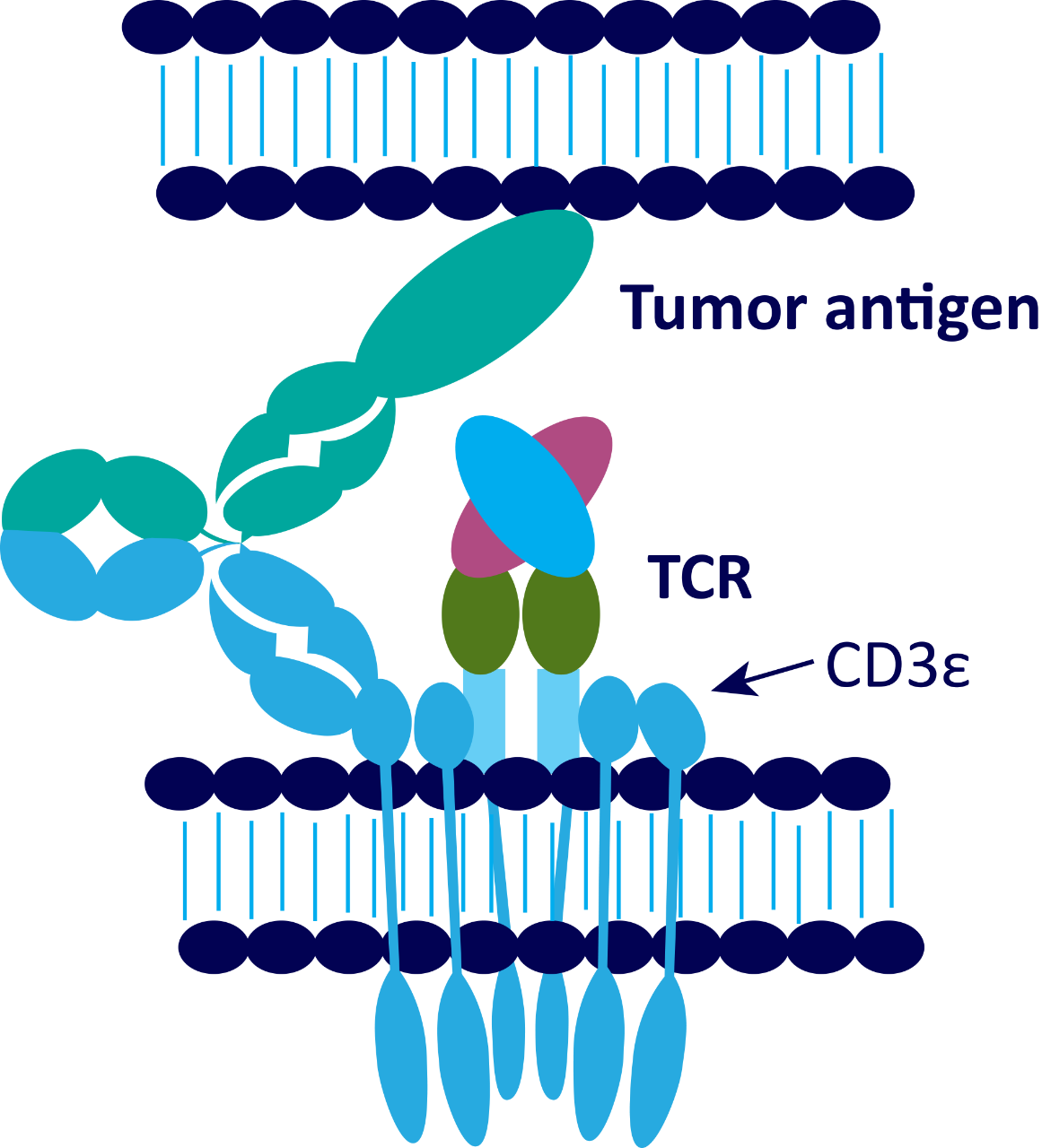 Tumor antigen