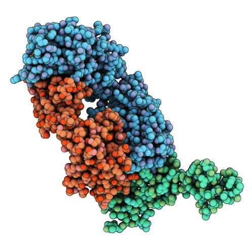 cd40