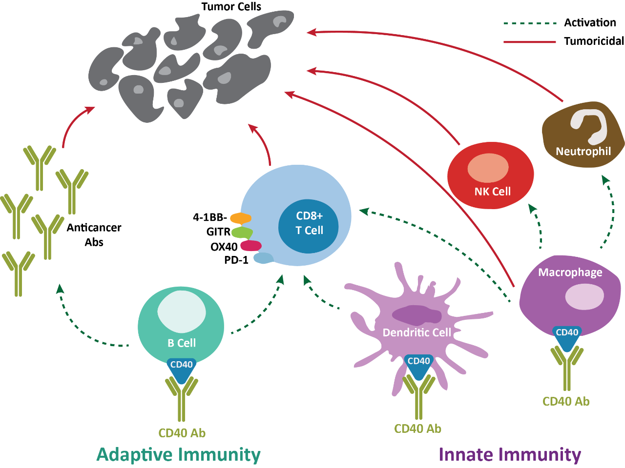cd40-tumor cells