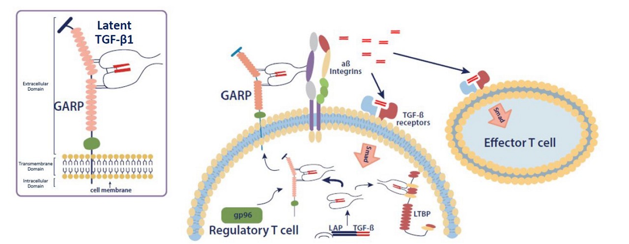 Biomarker Pathways