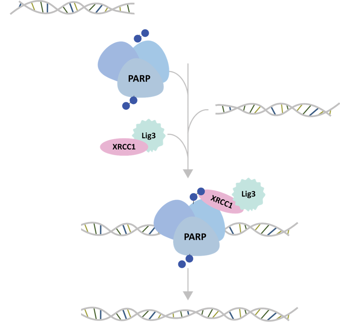 Biomarker Pathways