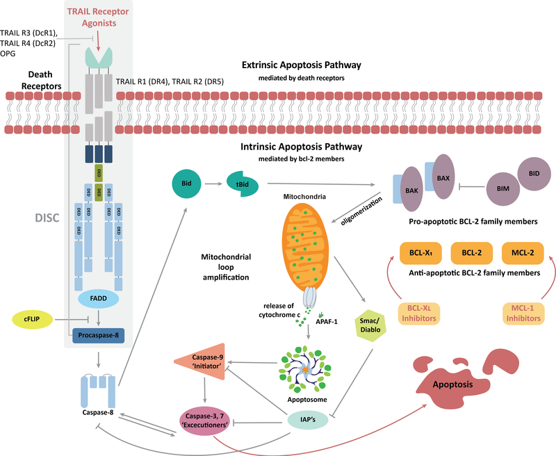 Biomarker Pathways