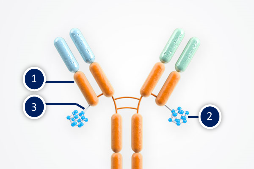 Antibody Drug Conjugates