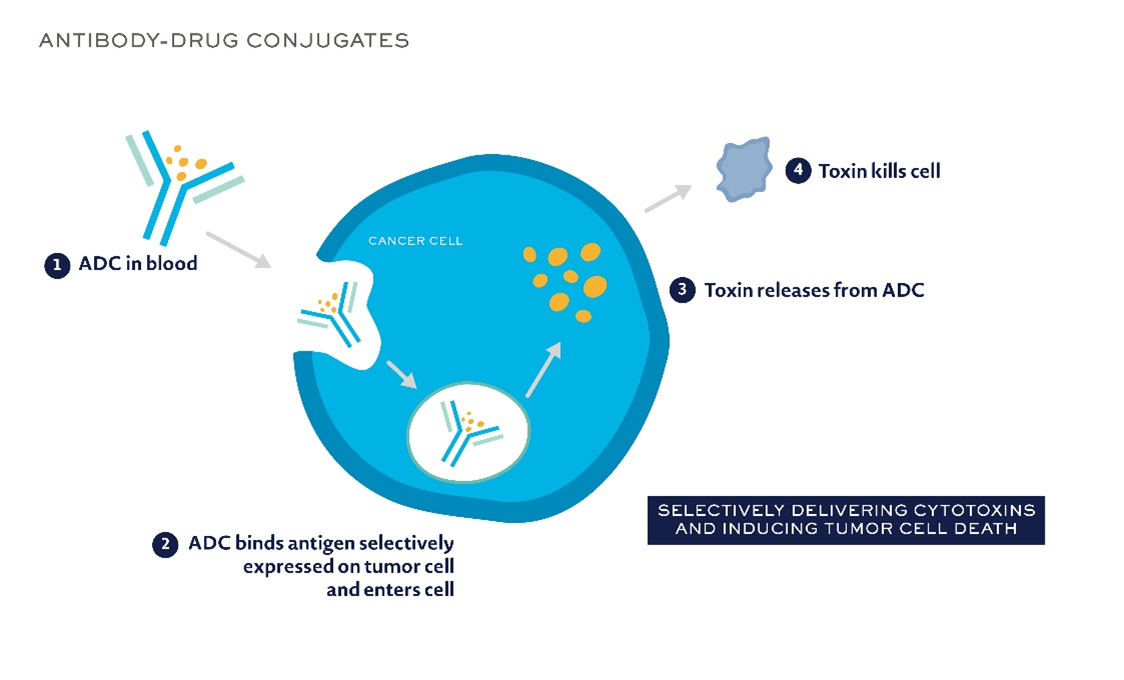 Antibody Drug Conjugates