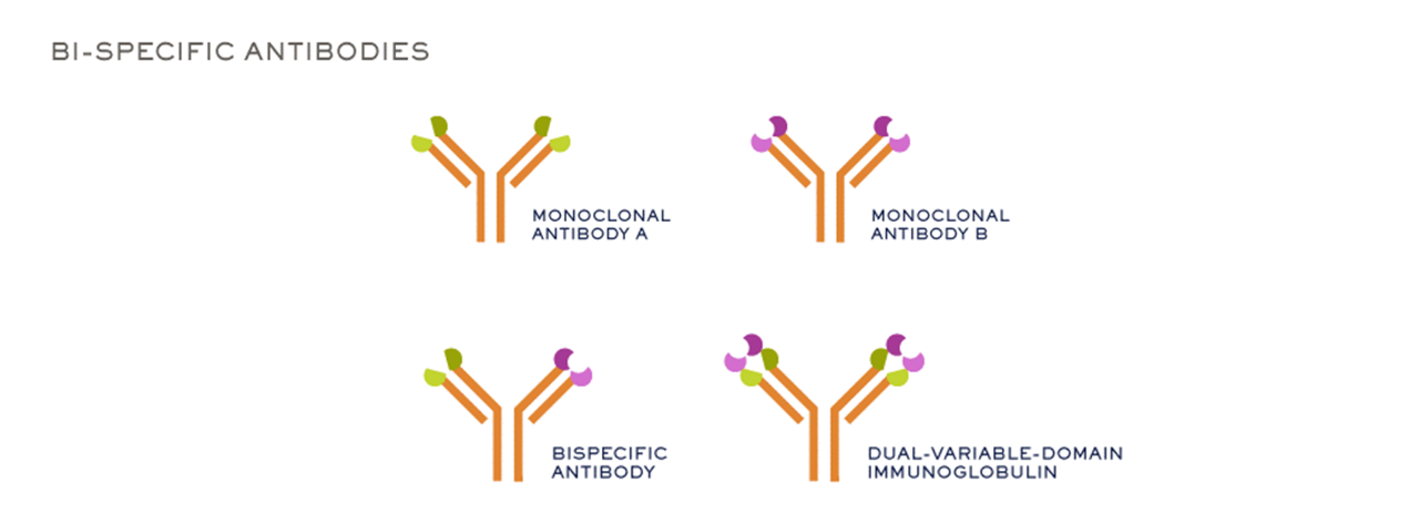 Bispecific Antibodies