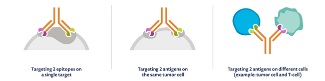 Bispecific Antibodies