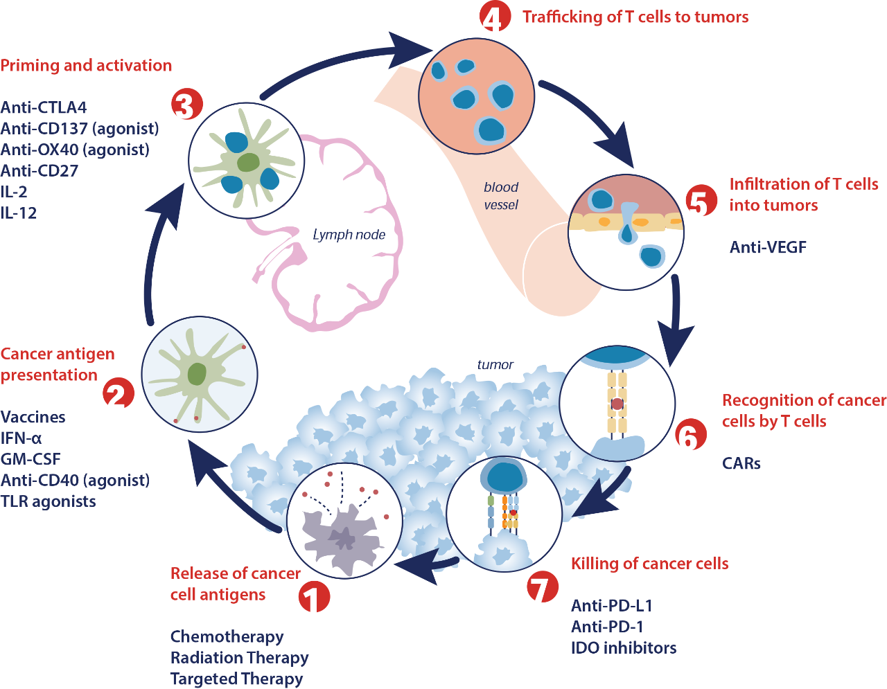 Immuno-Oncology