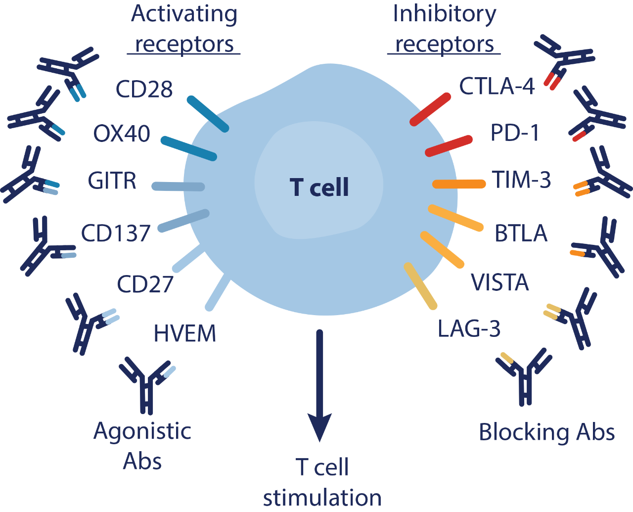 Immuno-Oncology