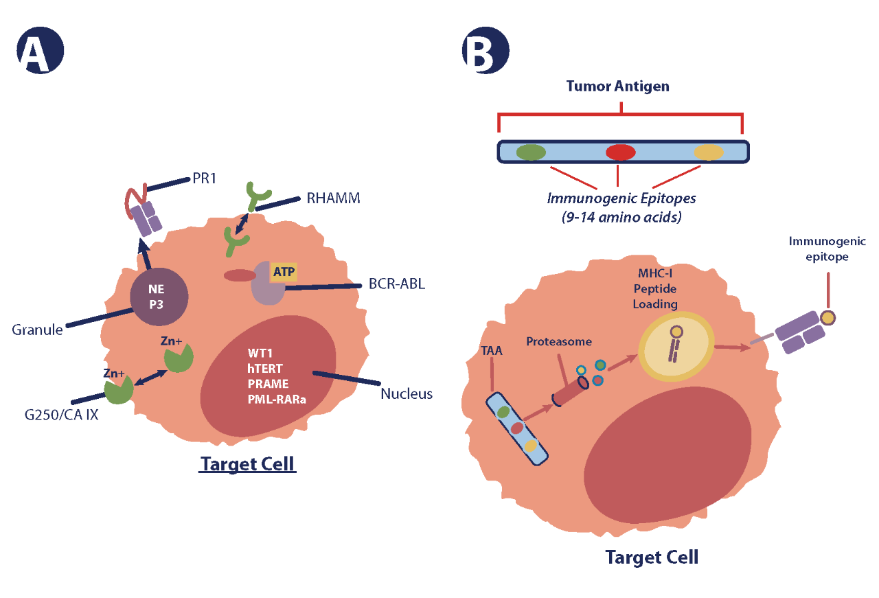 Tumor Antigen Targeting