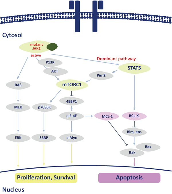 Tumor Types